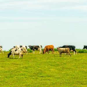 Grass-Fed Beef (Coming Soon)