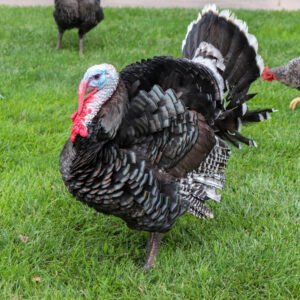 Organic Turkey (Pre-Order)