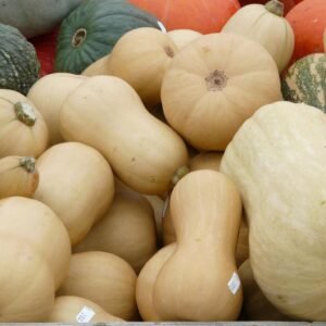 Squash Plants