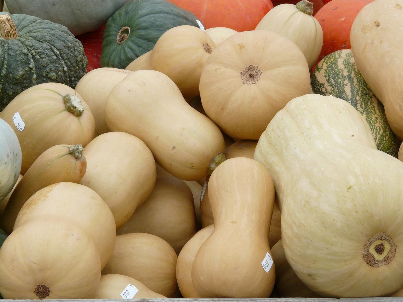 Squash Plants