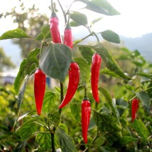 HOT Pepper Plants