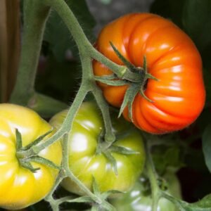 Tomato Plants (Slicer)