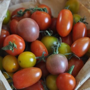 Tomato Plants (Cherry)