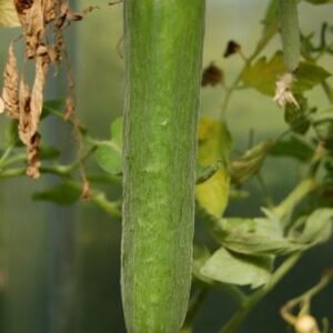 Cucumber Plants