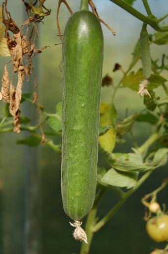 Cucumber Plants
