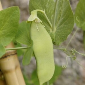 Pea Plants