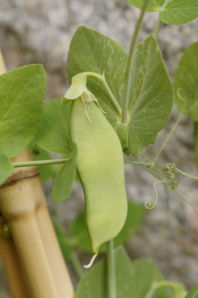 Pea Plants