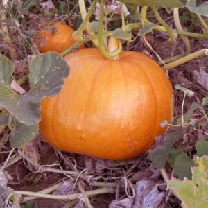 Pumpkin Plants
