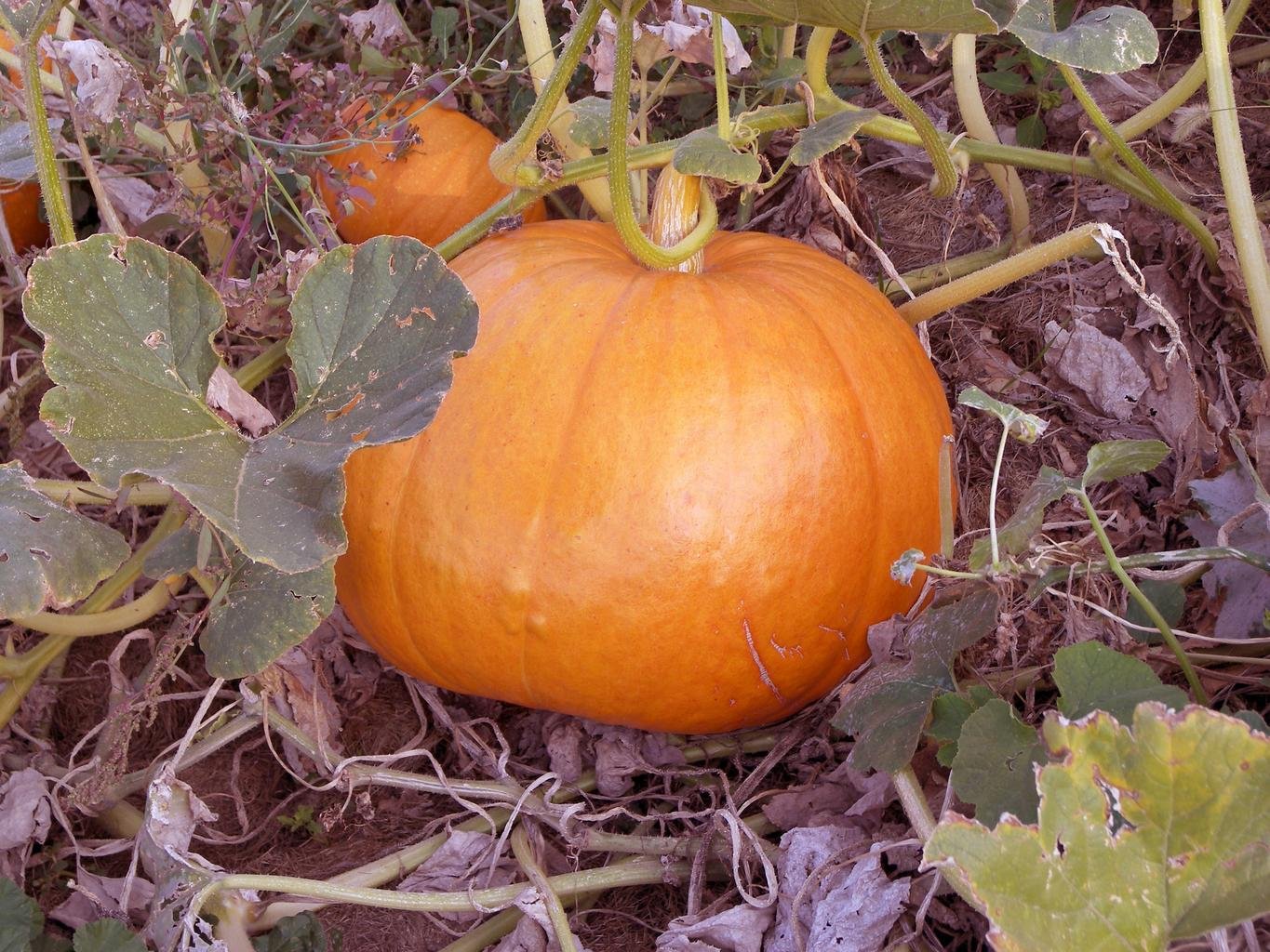Pumpkin Plants