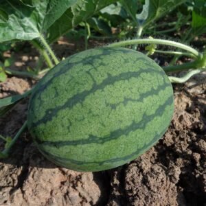 Watermelon Plants