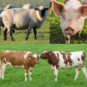 Future Meat!